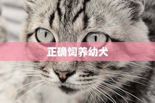 正確飼養幼犬