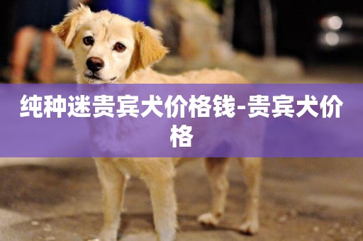 純種迷貴賓犬價格錢-貴賓犬價格