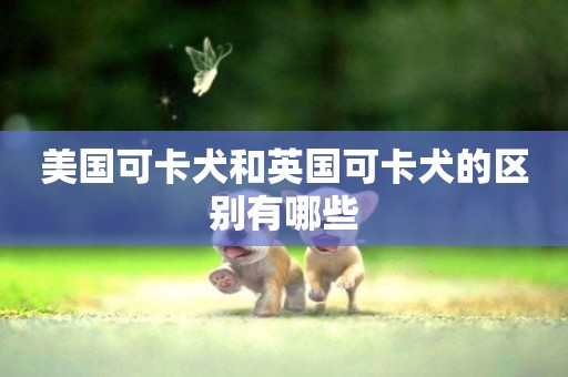 美國可卡犬和英國可卡犬的區別有哪些