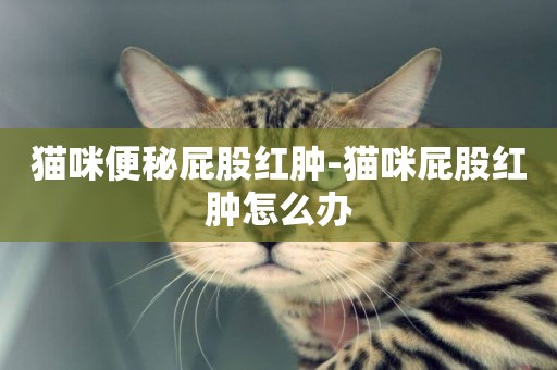 貓咪便秘屁股紅腫-貓咪屁股紅腫怎么辦