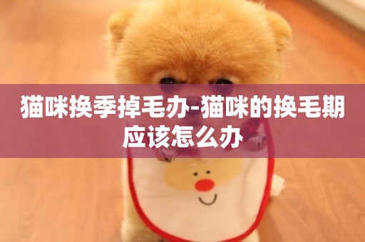 貓咪換季掉毛辦-貓咪的換毛期應該怎么辦