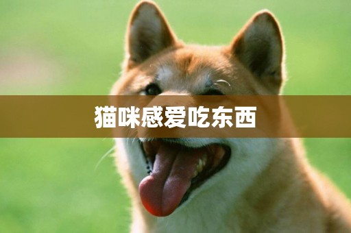 貓咪感愛吃東西
