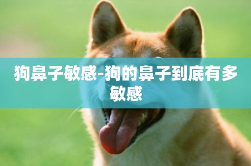 狗鼻子敏感-狗的鼻子到底有多敏感