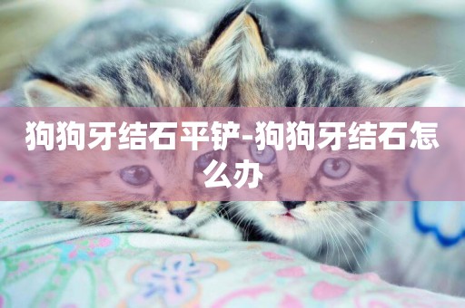 狗狗牙結石平鏟-狗狗牙結石怎么辦