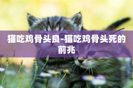 貓吃雞骨頭良-貓吃雞骨頭死的前兆