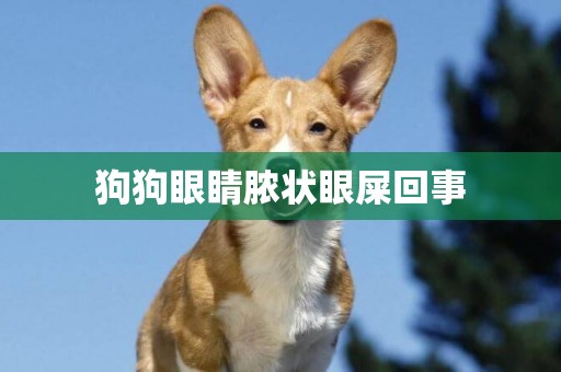 狗狗眼睛膿狀眼屎回事