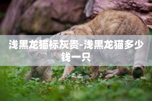 淺黑龍貓標灰貴-淺黑龍貓多少錢一只