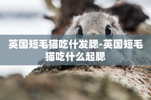 英國短毛貓吃什發腮-英國短毛貓吃什么起腮