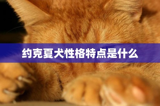 約克夏犬性格特點是什么