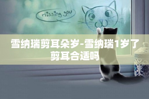 雪納瑞剪耳朵歲-雪納瑞1歲了剪耳合適嗎