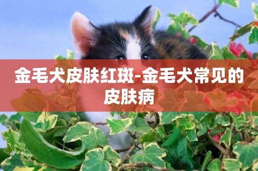 金毛犬皮膚紅斑-金毛犬常見的皮膚病