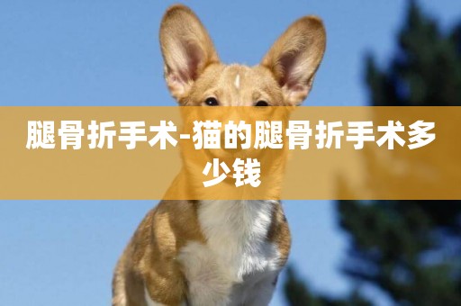 腿骨折手術-貓的腿骨折手術多少錢