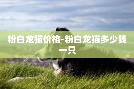 粉白龍貓價格-粉白龍貓多少錢一只