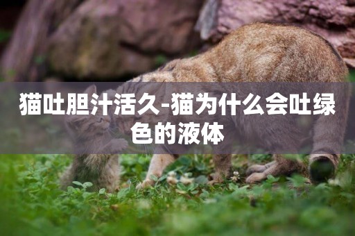貓吐膽汁活久-貓為什么會吐綠色的液體