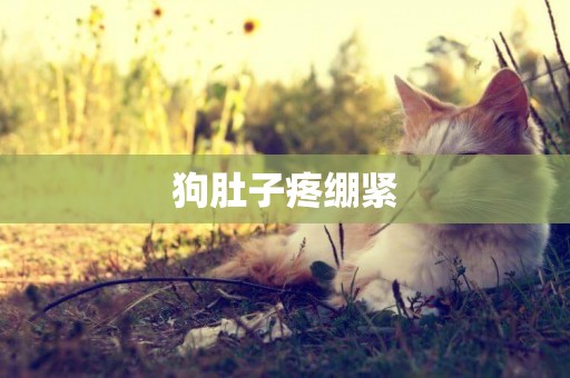 狗肚子疼繃緊
