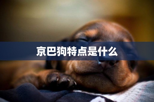 京巴狗特點是什么