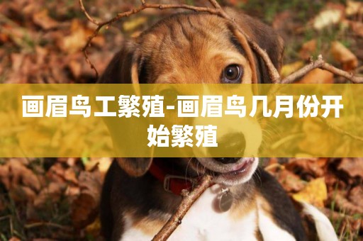 畫眉鳥工繁殖-畫眉鳥幾月份開始繁殖