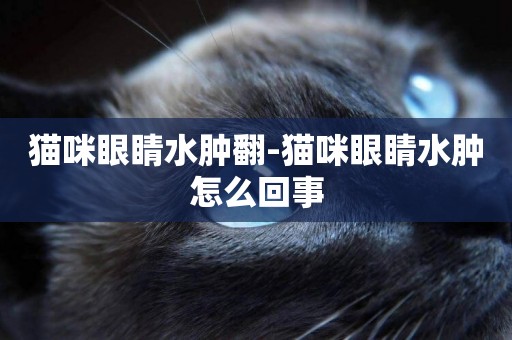 貓咪眼睛水腫翻-貓咪眼睛水腫怎么回事