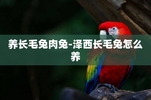 養長毛兔肉兔-澤西長毛兔怎么養