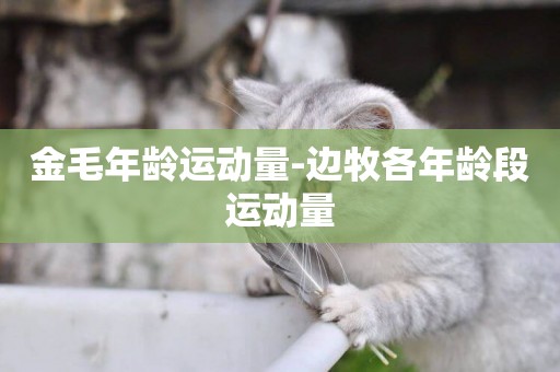 金毛年齡運動量-邊牧各年齡段運動量