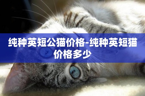 純種英短公貓價格-純種英短貓價格多少