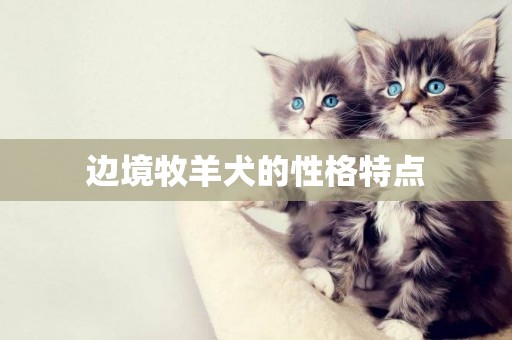 邊境牧羊犬的性格特點