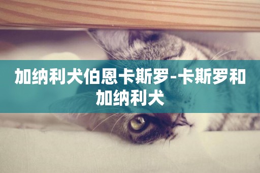 加納利犬伯恩卡斯羅-卡斯羅和加納利犬