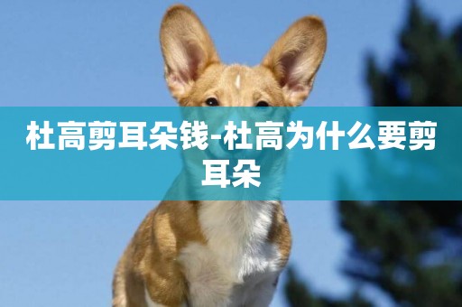 杜高剪耳朵錢-杜高為什么要剪耳朵