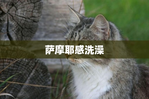 薩摩耶感洗澡