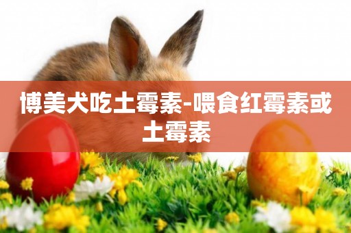 博美犬吃土霉素-喂食紅霉素或土霉素