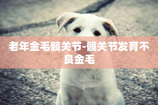 老年金毛髖關節-髖關節發育不良金毛
