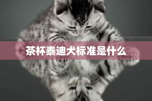 茶杯泰迪犬標準是什么