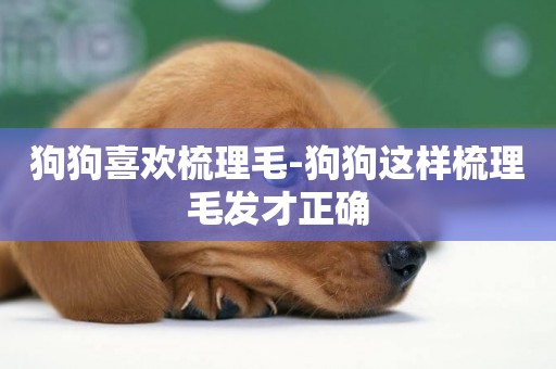 狗狗喜歡梳理毛-狗狗這樣梳理毛發才正確