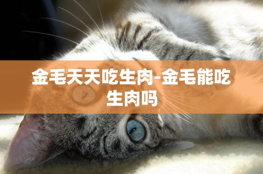 金毛天天吃生肉-金毛能吃生肉嗎