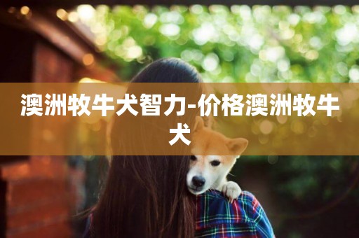 澳洲牧牛犬智力-價格澳洲牧牛犬