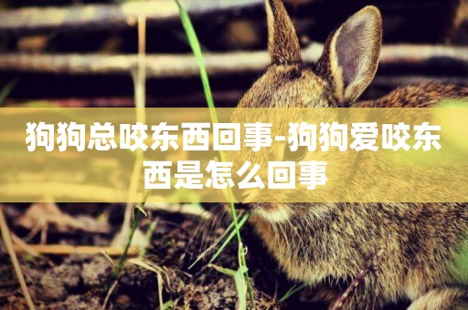 狗狗總咬東西回事-狗狗愛咬東西是怎么回事