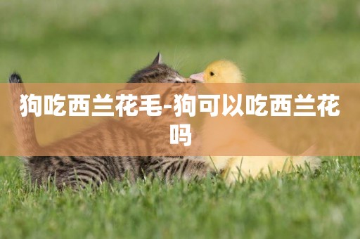狗吃西蘭花毛-狗可以吃西蘭花嗎