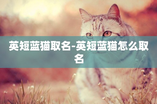 英短藍貓取名-英短藍貓怎么取名
