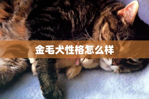 金毛犬性格怎么樣