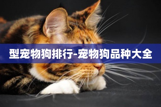型寵物狗排行-寵物狗品種大全