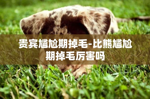 貴賓尷尬期掉毛-比熊尷尬期掉毛厲害嗎
