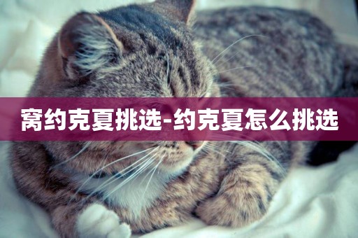 窩約克夏挑選-約克夏怎么挑選