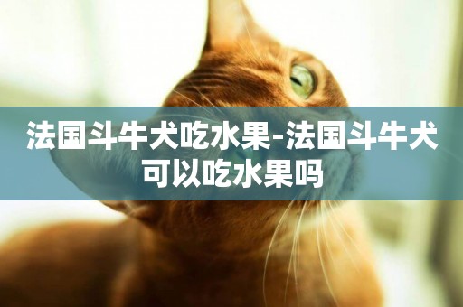 法國斗牛犬吃水果-法國斗牛犬可以吃水果嗎