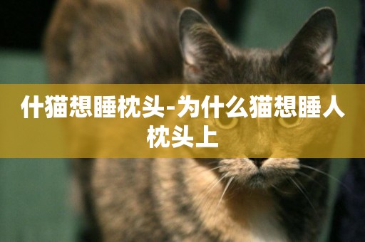 什貓想睡枕頭-為什么貓想睡人枕頭上
