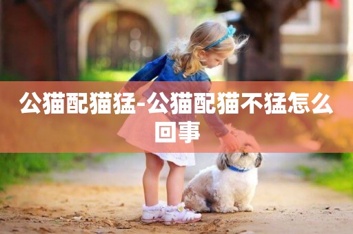 公貓配貓猛-公貓配貓不猛怎么回事