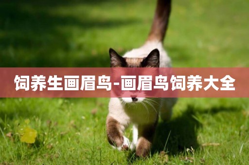 飼養生畫眉鳥-畫眉鳥飼養大全