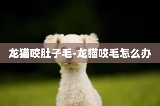 龍貓咬肚子毛-龍貓咬毛怎么辦