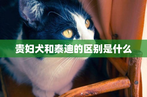 貴婦犬和泰迪的區別是什么