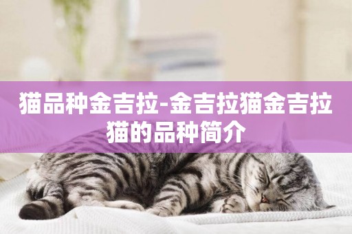 貓品種金吉拉-金吉拉貓金吉拉貓的品種簡介