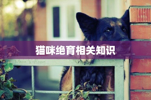 貓咪絕育相關知識